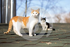 Cat roof spring red black blue sky