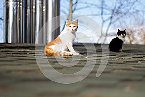 Cat roof spring red black blue sky