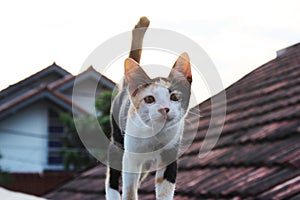 A cat on the roof top