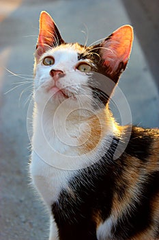 A cat on the roof top