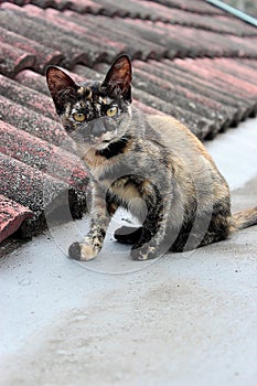A cat on the roof top