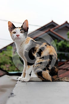 A cat on the roof top