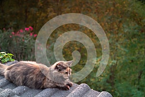 Cat on the Roof