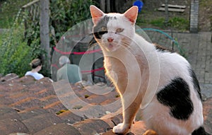 Cat on a roof