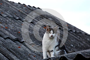 Cat on the roof