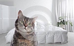 Cat in room, space for text. Pet friendly hotel