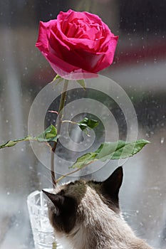 Cat rose Rosa flower floret photo