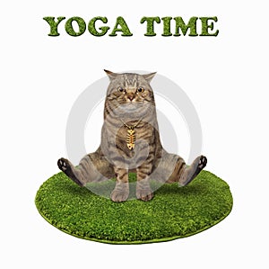 Cat on round green mat doing yoga