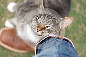 Cat rubbing against leg affectionately photo