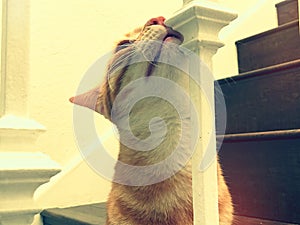 Cat rubs face on stair banister