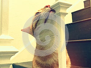 Cat rubs face on stair banister photo