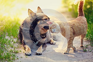 Cat rubs head against dog