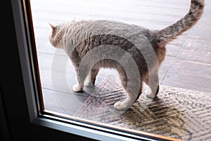 Cat on the rug or carpet near the house. Bad home cat behaviour