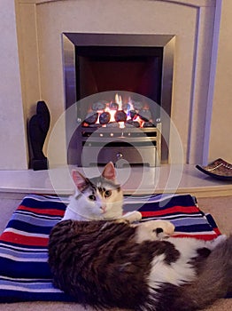 Cat on a rug in front of a fire