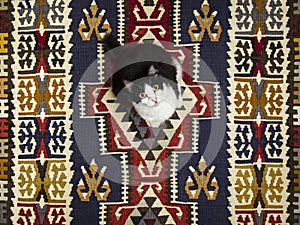 Cat on a Rug photo