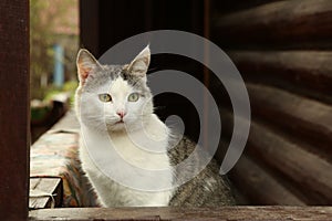 cat on the rural country block house background