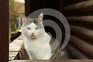 cat on the rural country block house background