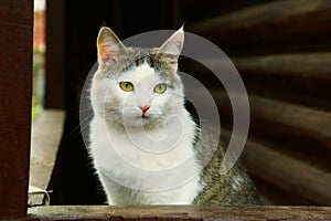 cat on the rural country block house background