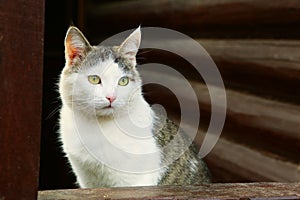 cat on the rural country block house background