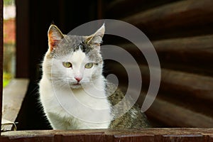 cat on the rural country block house background