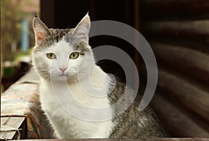 cat on the rural country block house background