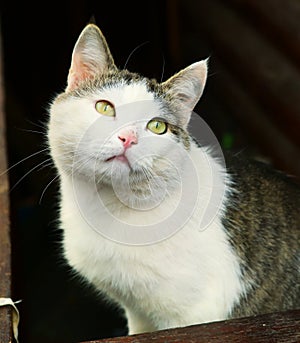 cat on the rural country block house background