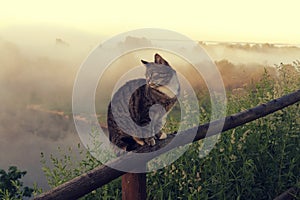 Cat in rural landscape