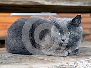 Cat of Russian blue breed is resting. Blue-gray cat with light green narrowed eyes