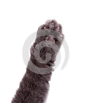 Cat's arm raised paw