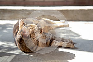 Cat`s behavior is always adorable. Tigger cat relaxing on sunrise. Cat is relaxing