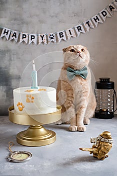 Cat`s birthday. Cute cat with bow tie sitting near the birthday cake. Greeting card, poster, birthday concept