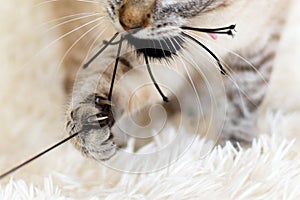 Cat`s claws released when she plays on a white carpet.