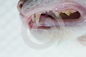 Cat`s dentition, side view photo