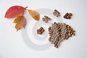 cat's or dog's paw from food with autumn leaves