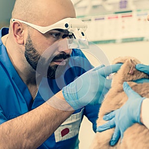 Cat`s ear check-up