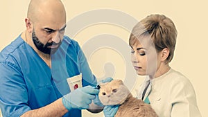 Cat`s ear check-up