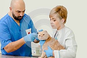 Cat`s ear check-up