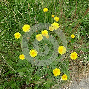 Cat's ear flower