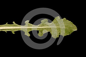 Cat\'s Ear (Hypochaeris radicata). Leaf Closeup