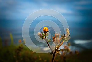 A Cat's Ear weed flowers on a seaside bluff, high above crashing ocean waves
