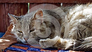 The cats ears are erect yet relaxed its whiskers spread out gracefully, adding to the serene ambiance of the image photo