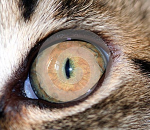 Cat's Eye