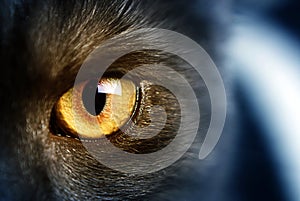 Cat's eye