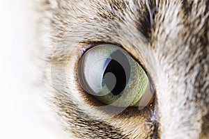 Cat's eye