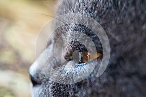 Cat`s eye british cat