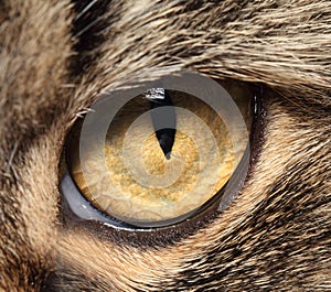 Cat's eye close up