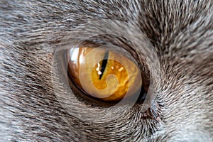 Cat's eye close-up, the eyes of the British cat and around the fur macro