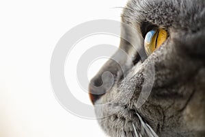 Cat's eye macro close up british shorthair silver tabby