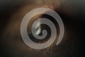 Cat`s eye in macro close up