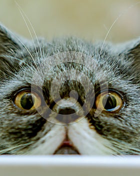 Cat`s eyes glared in close up into camera lens. photo